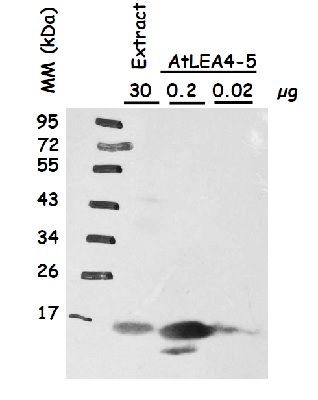 western blot using affinity purified anti-AtLEA4-5 antibodies